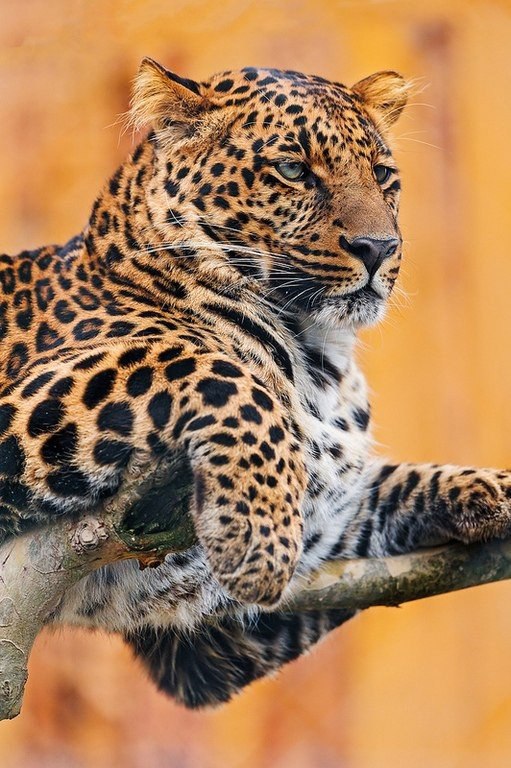  . #animal@travel.blog