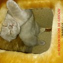 ���� �������� �� �������...., ���, 53 ���� - ��������� 20 ��� 2014 � ������ ������ ��������