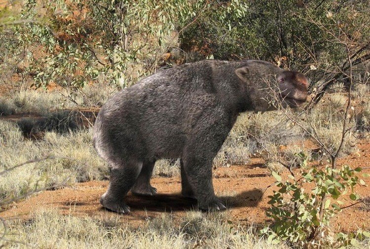 Сумчатый бегемот.Жил от 1.6 млн. до 40 тыс. лет назадДипротодон (лат. Diprotodon) или «сумчатый ...