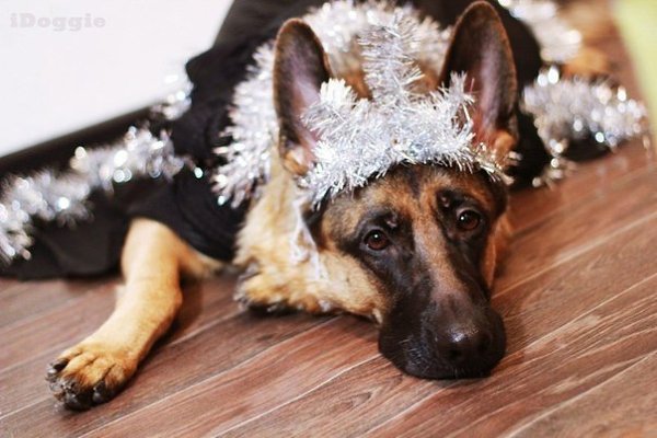 Возможно, собаки - это последние ангелы, которые остались с людьми на земле!