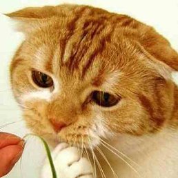 ������, �����������