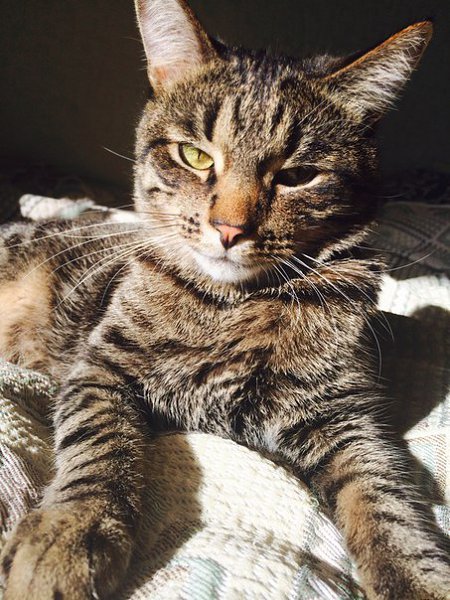 #ваши_котики@catism.Моё имя - Тимофей, для своих я Тимоша. У меня самые длинные уши и лапы. Мурмяу) - 2