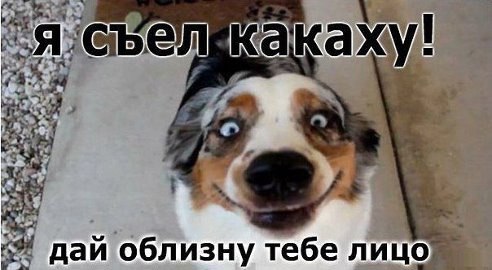 .•°Dogs Forever°•. - 4 августа 2014 в 16:02