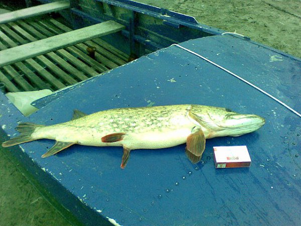 ��� � - 17 ��� 2014 � 16:42