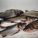 ���� ������, ��������, 48 ��� - ��������� 6 ���� 2014 � ������ ������