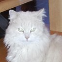 ���� �������, ��������� - ��������� 29 ������ 2014 � ������ ���� ����������