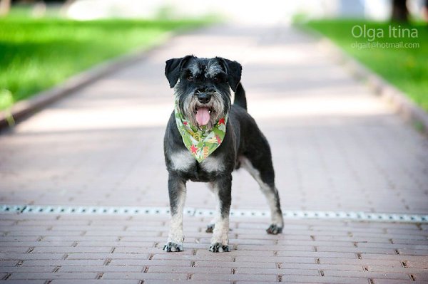 .•°Dogs Forever°•. - 3  2014  23:27