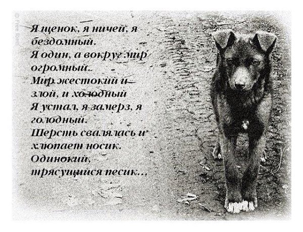 .•°Dogs Forever°•. - 30  2014  19:05