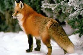 Favorite animals. - 17 ���� 2014 � 12:39