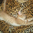  , , 66  -  14  2014     Ż