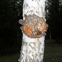 ���� ���������, ������������, 60 ��� - ��������� 2 ��� 2014 � ������ ���� ����������