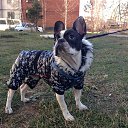 ��� ��������) �� ������� ���� ����������