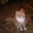 ���� �������, ������������, 35 ��� - ��������� 11 ���� 2014 � ������ ���� ����