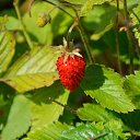 ���� ����������, ������� ��������, 63 ���� - ��������� 11 ������� 2014 � ������ ����� ����