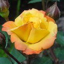 ���� �������, �����������, 71 ��� - ��������� 29 ���� 2014 � ������ ���� ������� �������