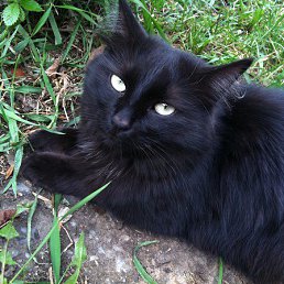 �������, ���������, 64 ����