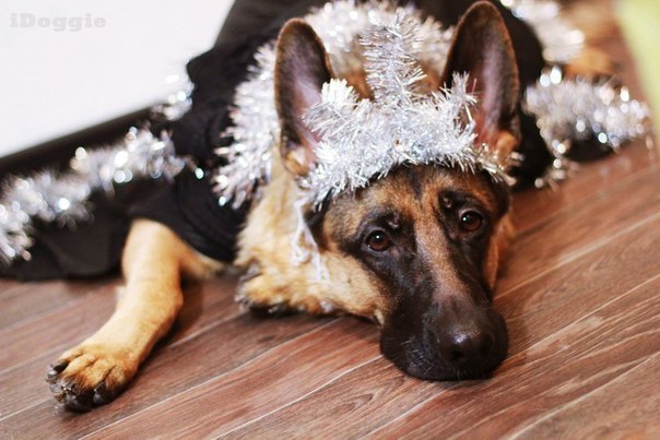 Возможно, собаки - это последние ангелы, которые остались с людьми на земле!