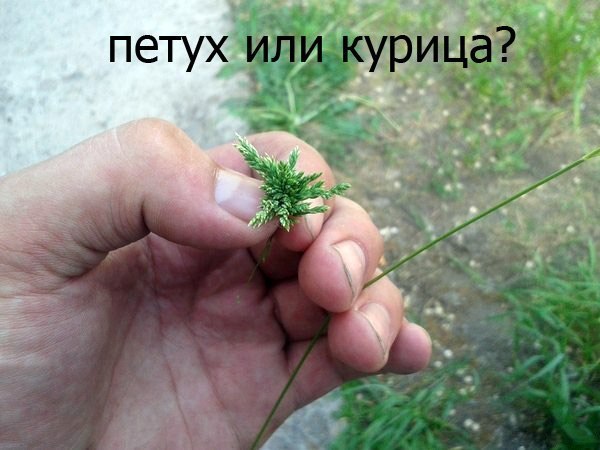 ������ ������� ������ ���������.