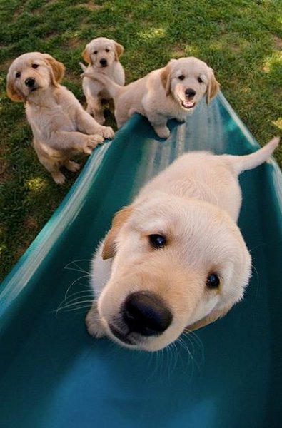 .•°Dogs Forever°•. - 3  2014  23:30