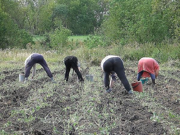 Дача - это такое место: где Веточка становиться Деревом, Семечка - Овощем, а Человек... РАКОМ!!!...