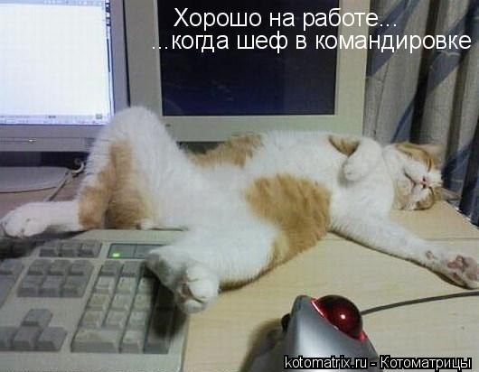 Мем завтра на работу после новогодних Эти забавные животные - 8 июня 2014 в 03:10
