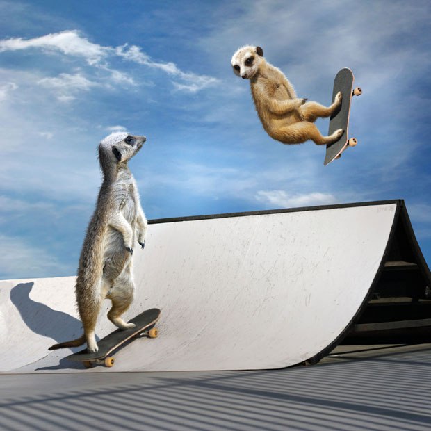  .    Guinea Pig Games, Guinea Pig Olympics  ... - 6