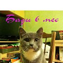   Tigress,  -  16  2014   