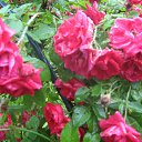 ���� �����, ������������ - ��������� 7 ���� 2014 � ������ �������� ��������