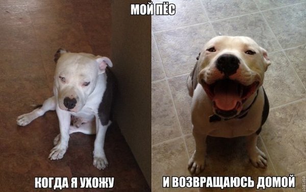 .•°Dogs Forever°•. - 4  2014  19:20