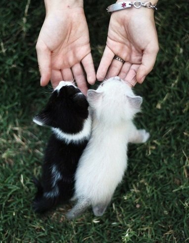 Black & white. #animal@travel.blog - 3