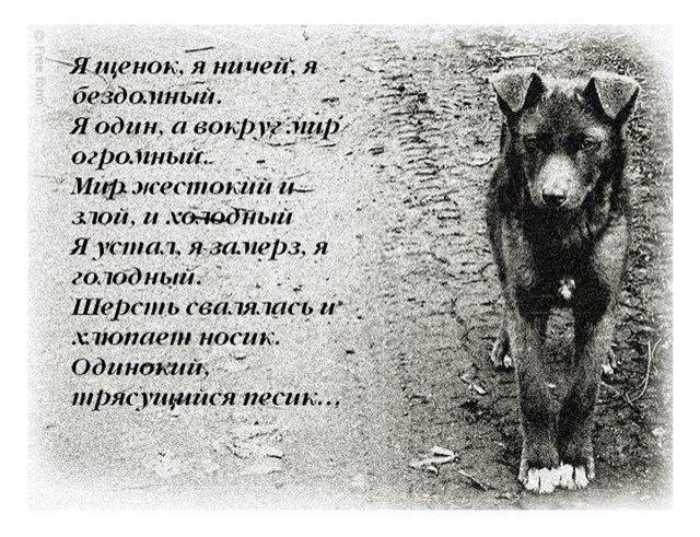 .•°Dogs Forever°•. - 30 июля 2014 в 19:05