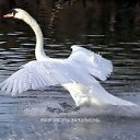 ���� ����, �����, 62 ���� - ��������� 1 ���� 2014 � ������ ���� ����������