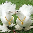 ��� ������� �� ������� ���� ����������