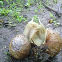 ���� �����, �������, 61 ��� - ��������� 25 ��� 2014 � ������ ������ ��������