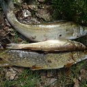 ���� ����, �����-���������, 69 ��� - ��������� 9 ���� 2014 � ������ ���� ����������