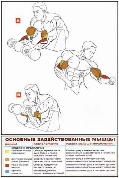 Бицепс: основные упражнение + анатомия! Забирай на стенку! - 6