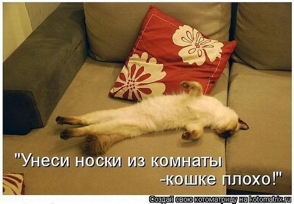 Наши любимцы :3 - 5 августа 2014 в 14:30