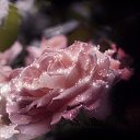  Tatjana, , 61  -  24  2014    