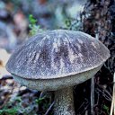 ���� �����, �����, 64 ���� - ��������� 6 ��� 2014 � ������ ������������ ������