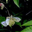  Ww, --, 75  -  15  2014   