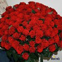 ���� Irina, ������ - ��������� 8 ��� 2014 � ������ ������