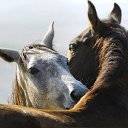  Natalia, , 62  -  30  2014    