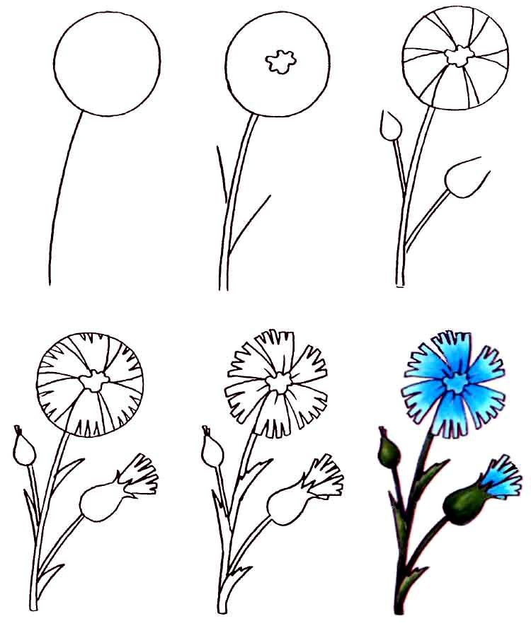 Как нарисовать цветы карандашом поэтапно - рисунки цветов