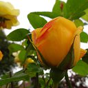 ���� Liudmila, �������, 70 ��� - ��������� 24 ���� 2014 � ������ ������ ��������