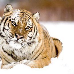 �����, ���������, 54 ����