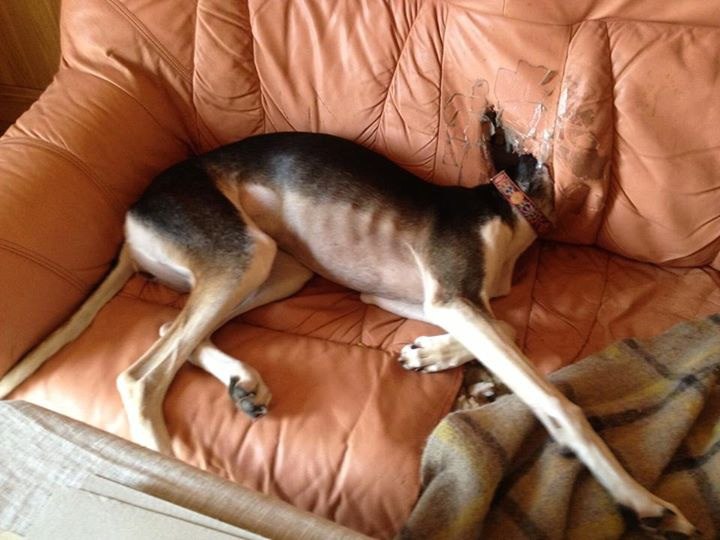 .•°Dogs Forever°•. - 4 августа 2014 в 19:20