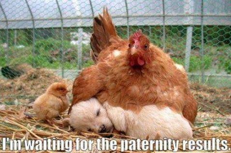 PATERNITY [p'tnt].1) 2) ; Many of the historical proverbs have a ...