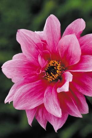 Пока умные борются со своими недостатками, мудрые развивают свои достоинства. - 2