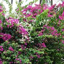 �������� ���� �� ������� ���� ����������