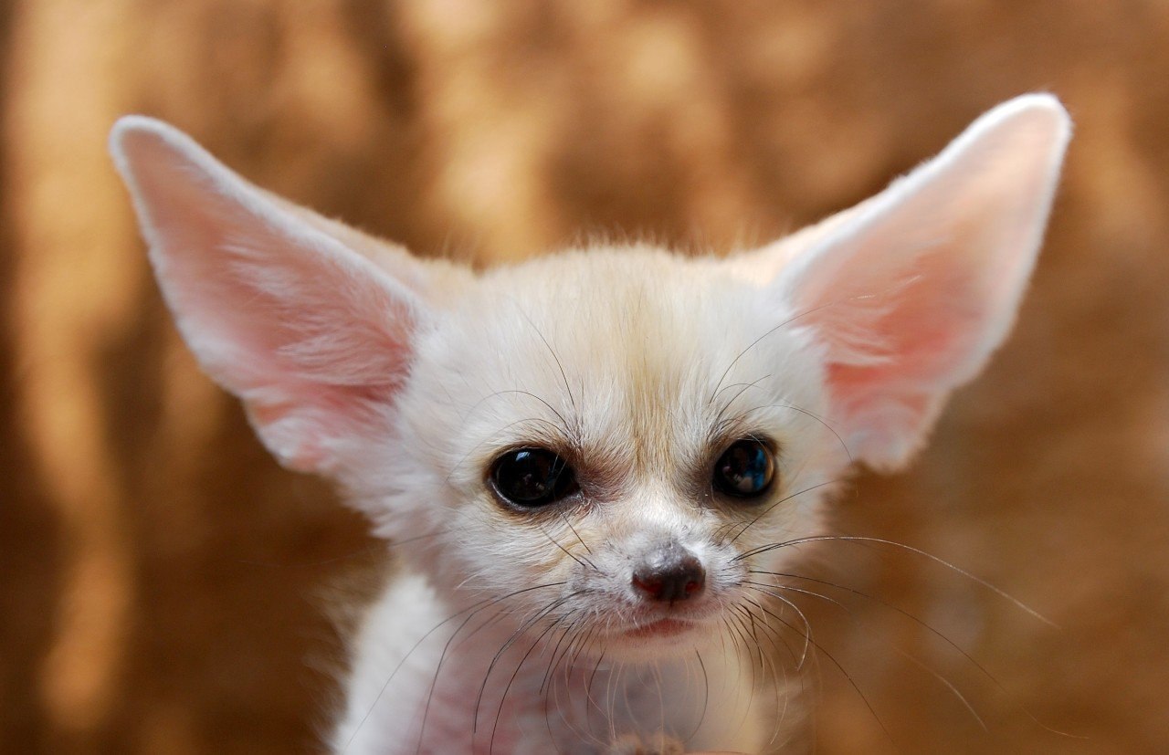  -  ,     . #animal@travel.blog - 5